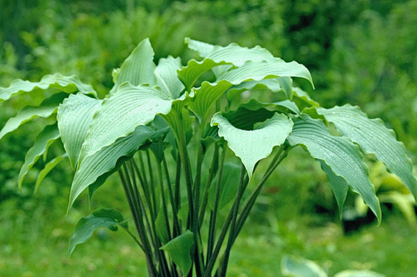 Valley's Silver Jet Hosta