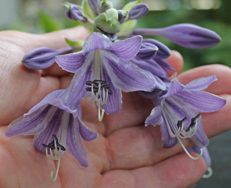 Valley's Glossy Veins Hosta