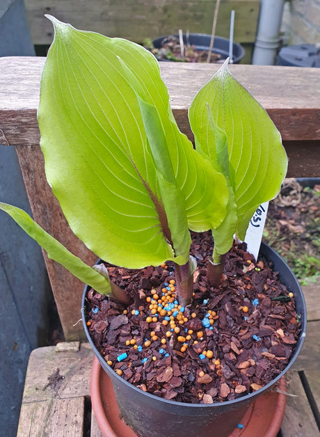 Valley's Kumo Hosta