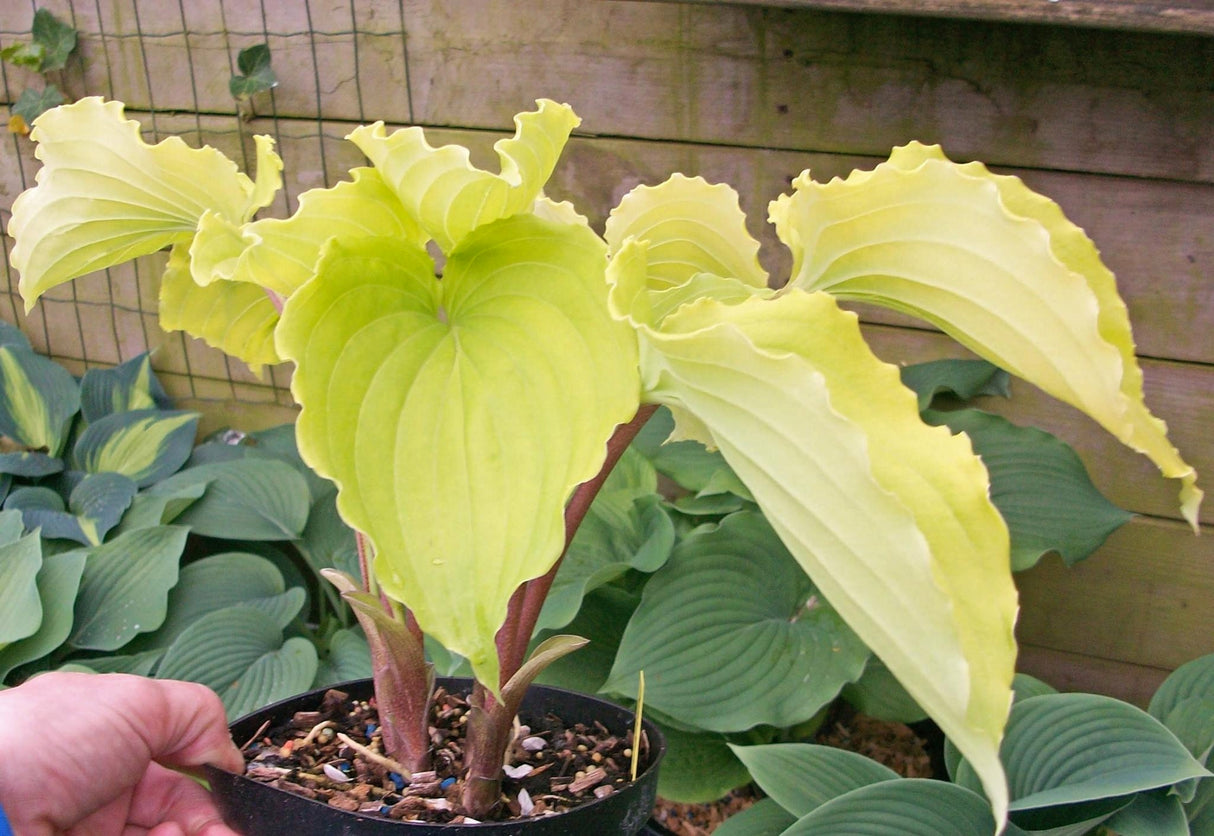 Valley's Lemon Squash Hosta