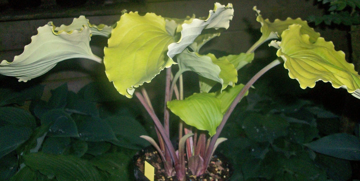 Valley's Lemon Squash Hosta
