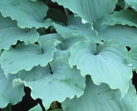 Valley's Love Buzz Hosta