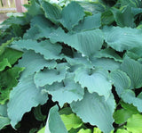 Valley's Love Buzz Hosta