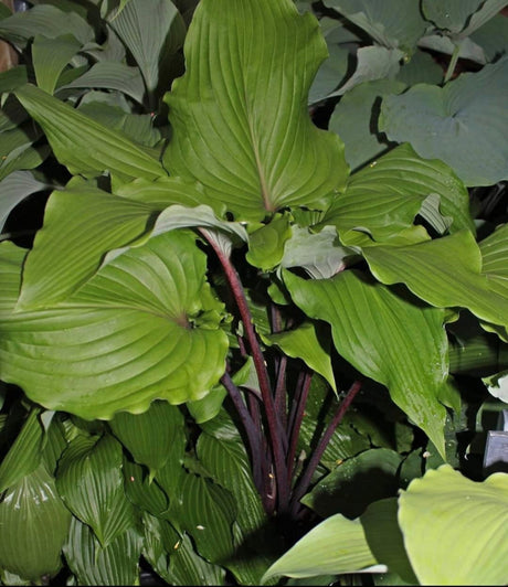 Valley's Red Scorpion Hosta