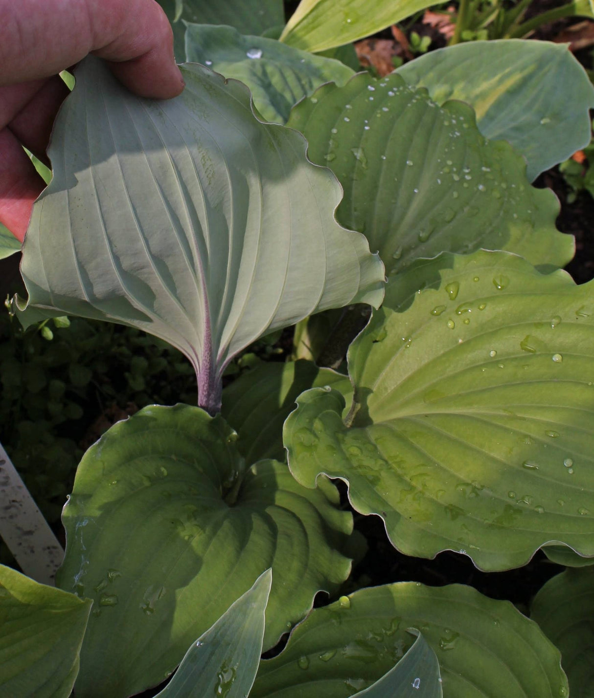 Valley's Rodeo Hosta
