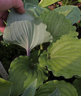 Valley's Rodeo Hosta