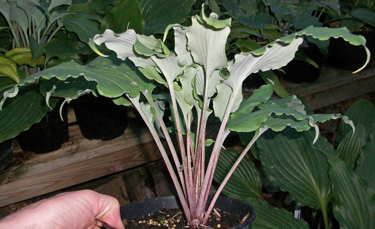 Valley's Ruffle Shuffle Hosta