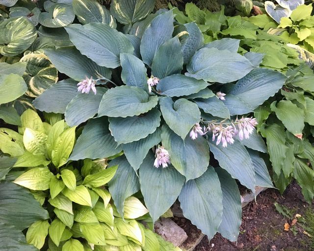 Valyrian Steel Hosta - 4.5 Inch Container (NEW For 2023!)