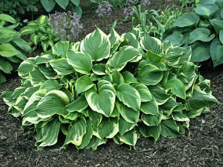 Hosta ventricosa 'Aureomarginata' Courtesy of The Hosta Library