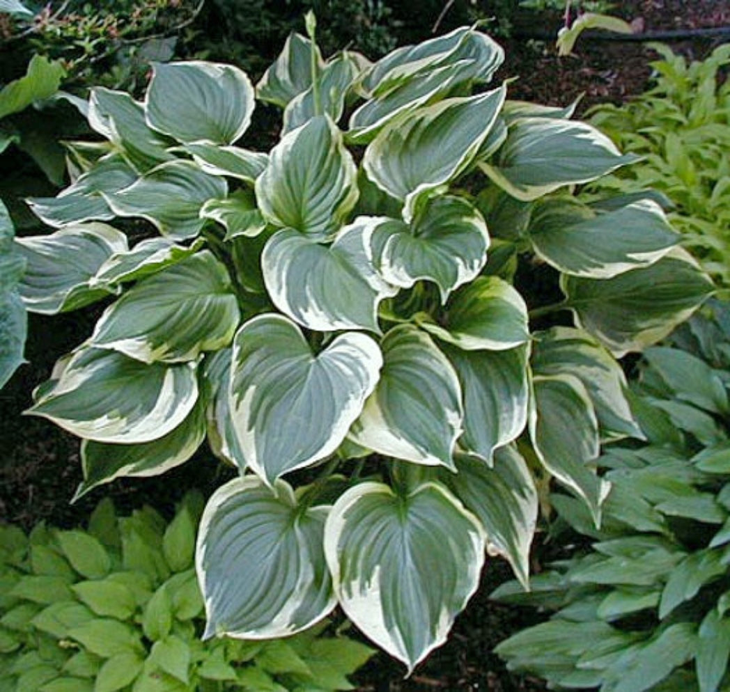 Hosta ventricosa 'Aureomarginata' Courtesy of The Hosta Library