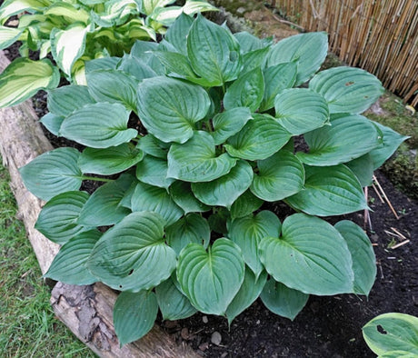 Hosta ventricosa Courtesy of The Hosta Library