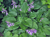 Hosta ventricosa Courtesy of The Hosta Library