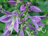 Hosta ventricosa Courtesy of The Hosta Library