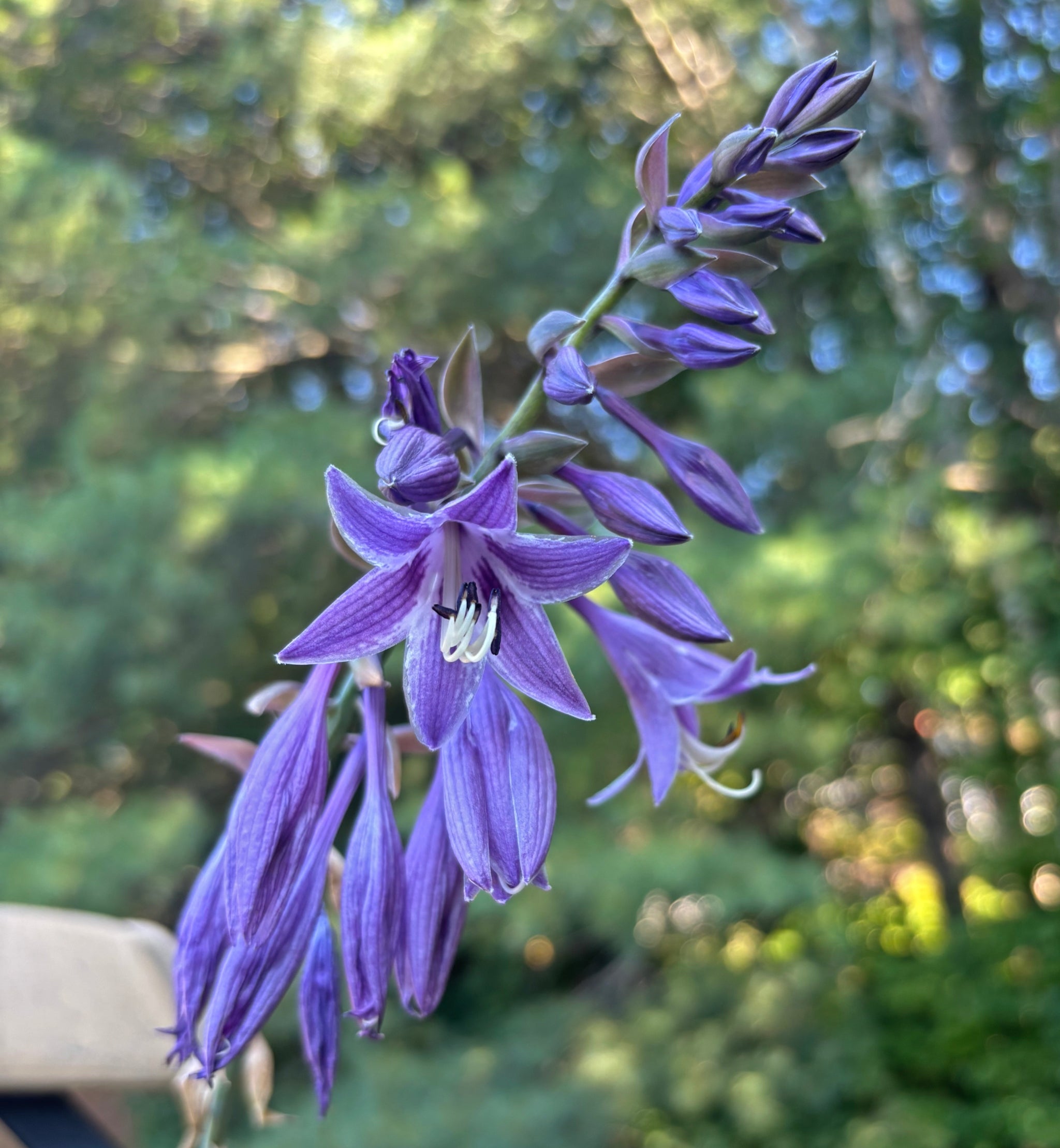 Violetta Hosta - 4.5 Inch Container (NEW For 2022!) – NH Hostas