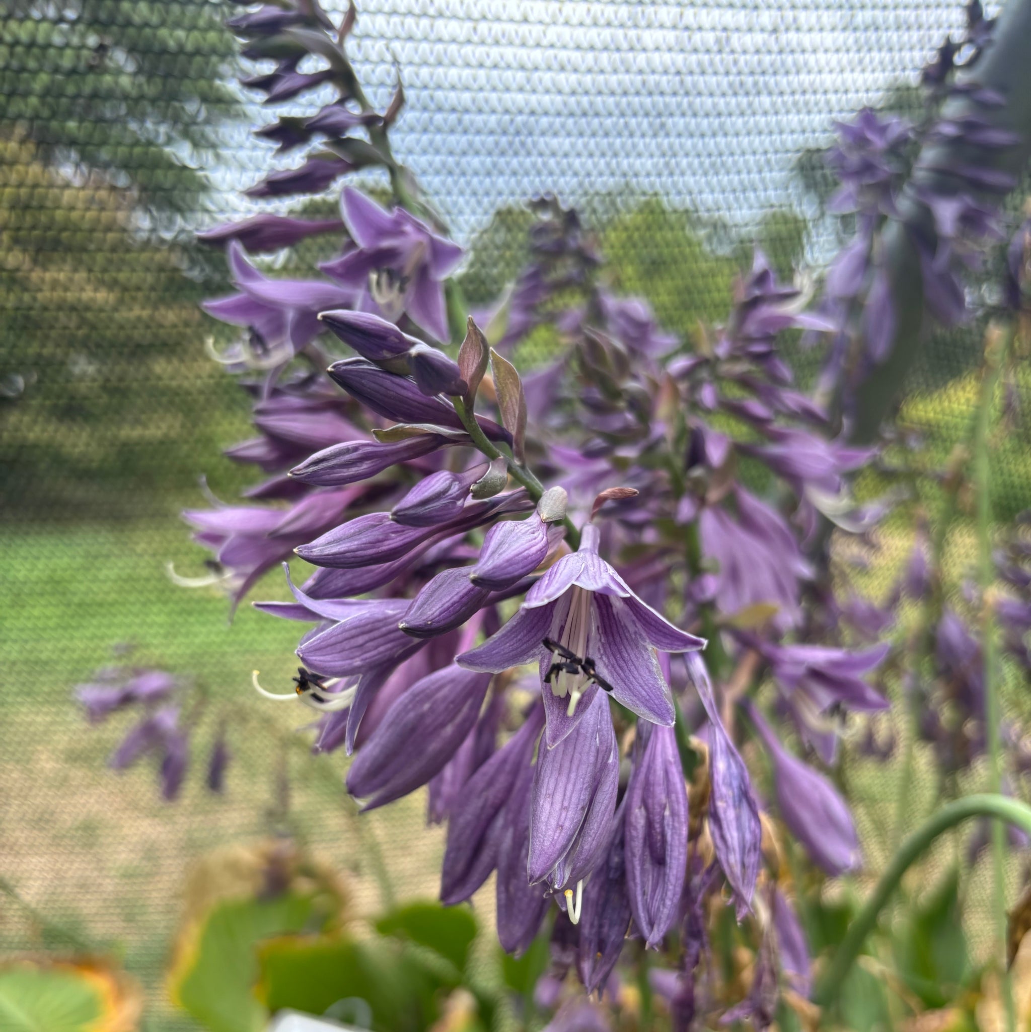 Violetta Hosta - 4.5 Inch Container (NEW For 2022!) – NH Hostas