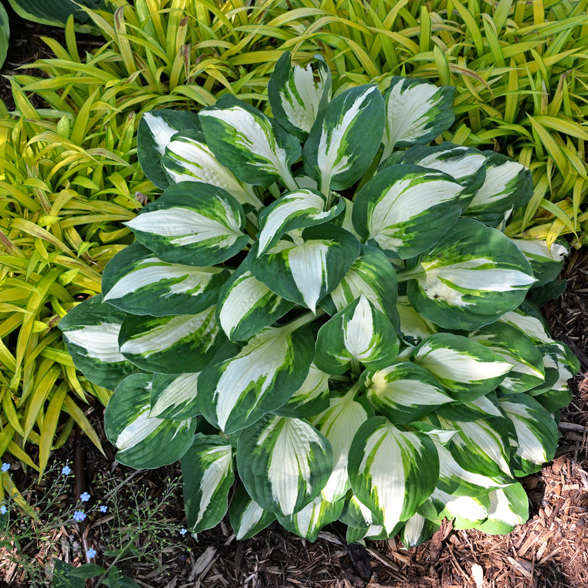 Buy Medium Hosta Plants Between 15 and 22 Inches Tall – NH Hostas