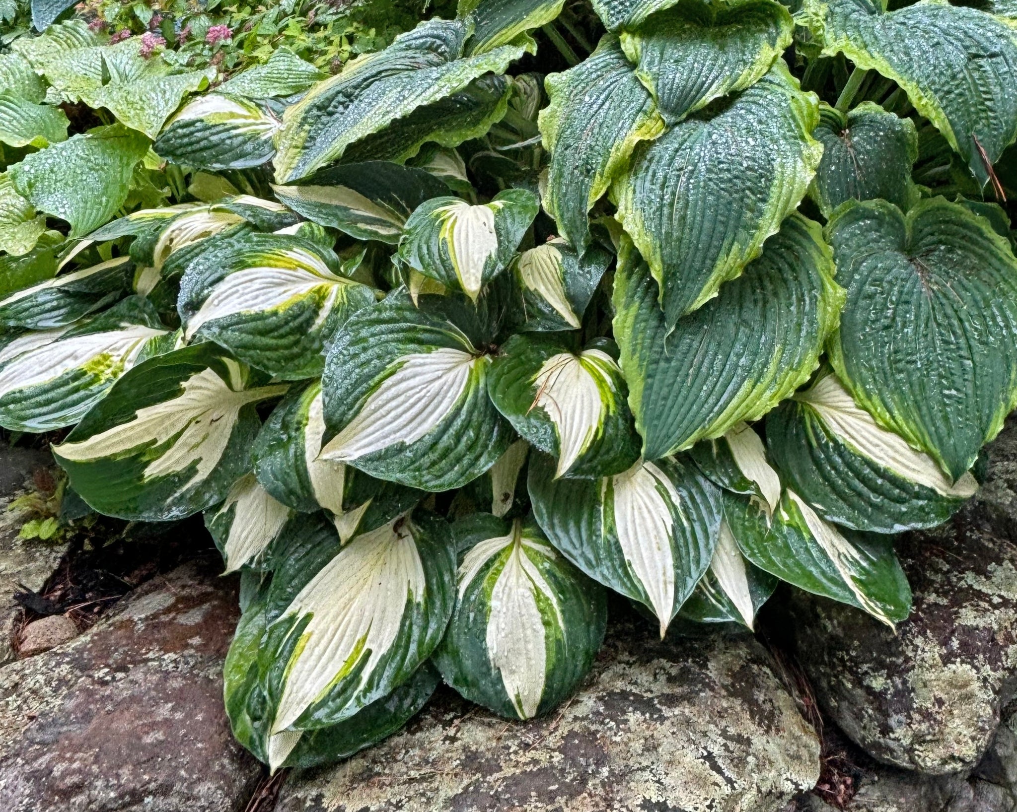 Vulcan Hosta - Medium Sun Tolerant Hosta Plant – NH Hostas