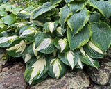 Vulcan Hosta