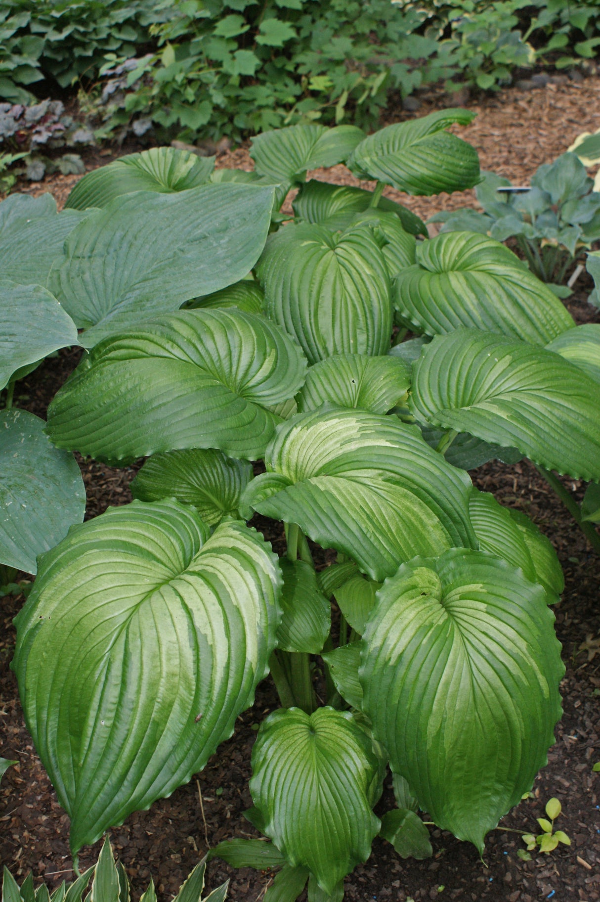 War Paint Hosta