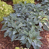 Waterslide Hosta PP30303 - 4.5 Inch Container