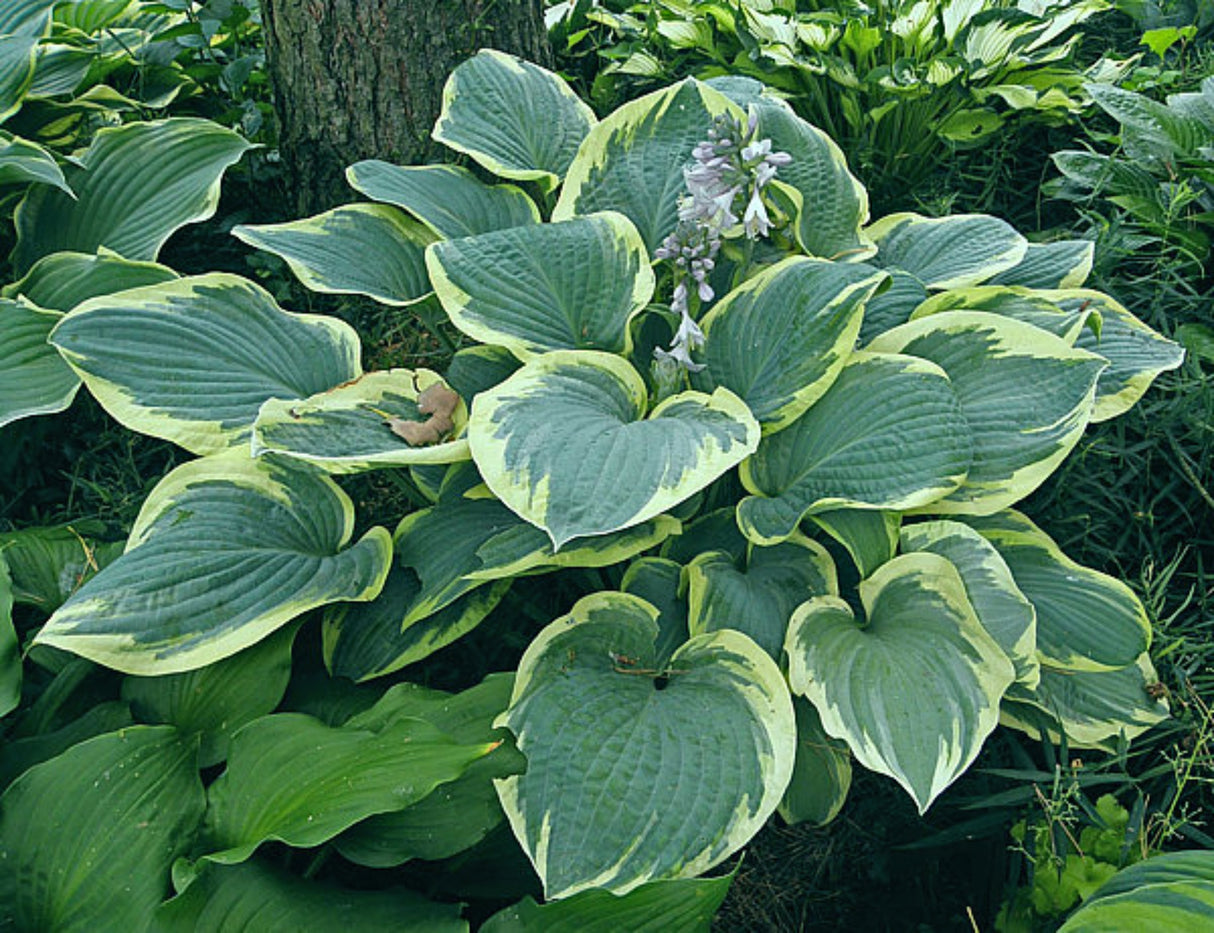 Waukon Glass Hosta