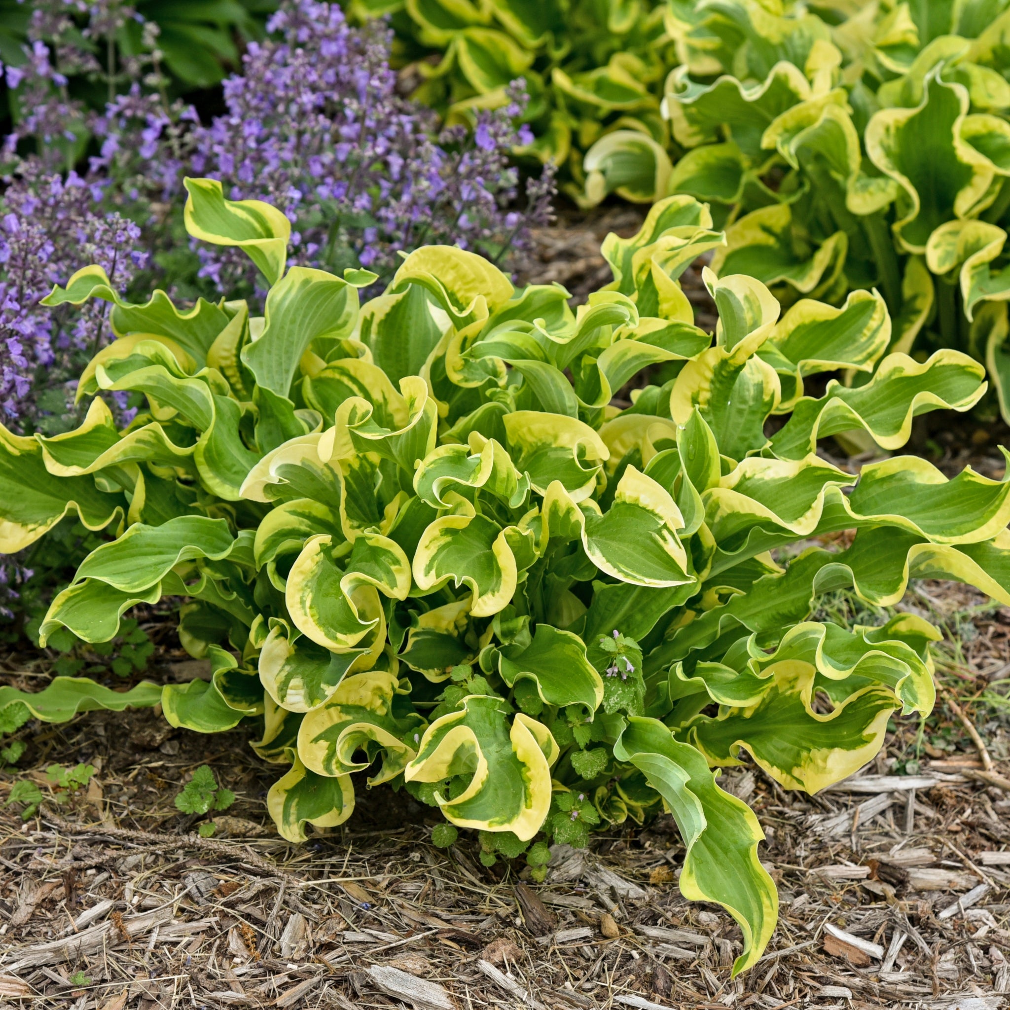 Wheee! Hosta - Shade Perennial Slug Resistant Hosta – NH Hostas