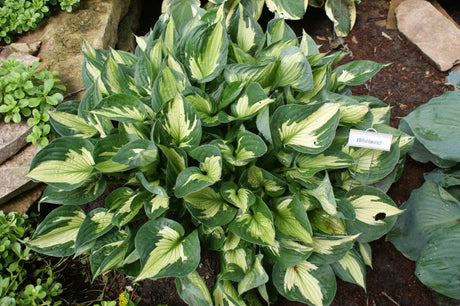 Whirlwind Hosta