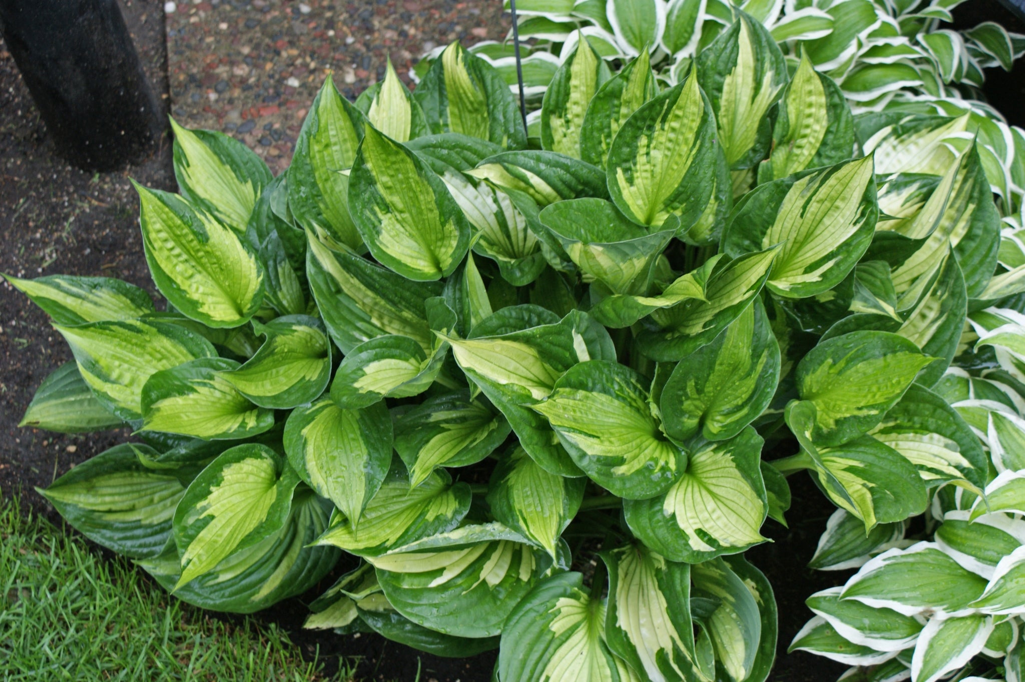 その他多肉植物 vegas and Hayford Set of 10 plants each Whirlwind Hosta - Shade Perennial Medium Hosta Plant – NH Hostas
