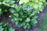 Whirlwind Hosta