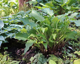 Whispering Waves Hosta