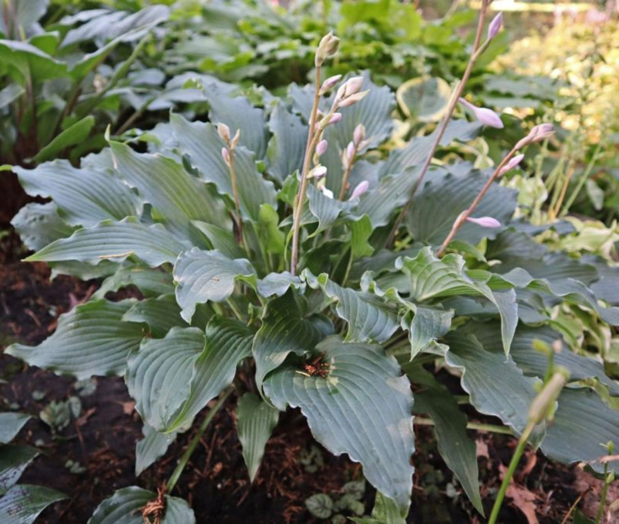 Whispering Waves Hosta