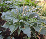 Whispering Waves Hosta