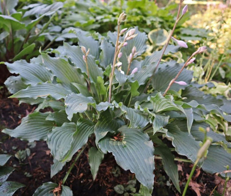 Whispering Waves Hosta