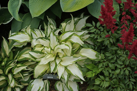 White Christmas Hostas