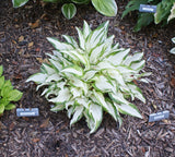 White Elephant Hosta