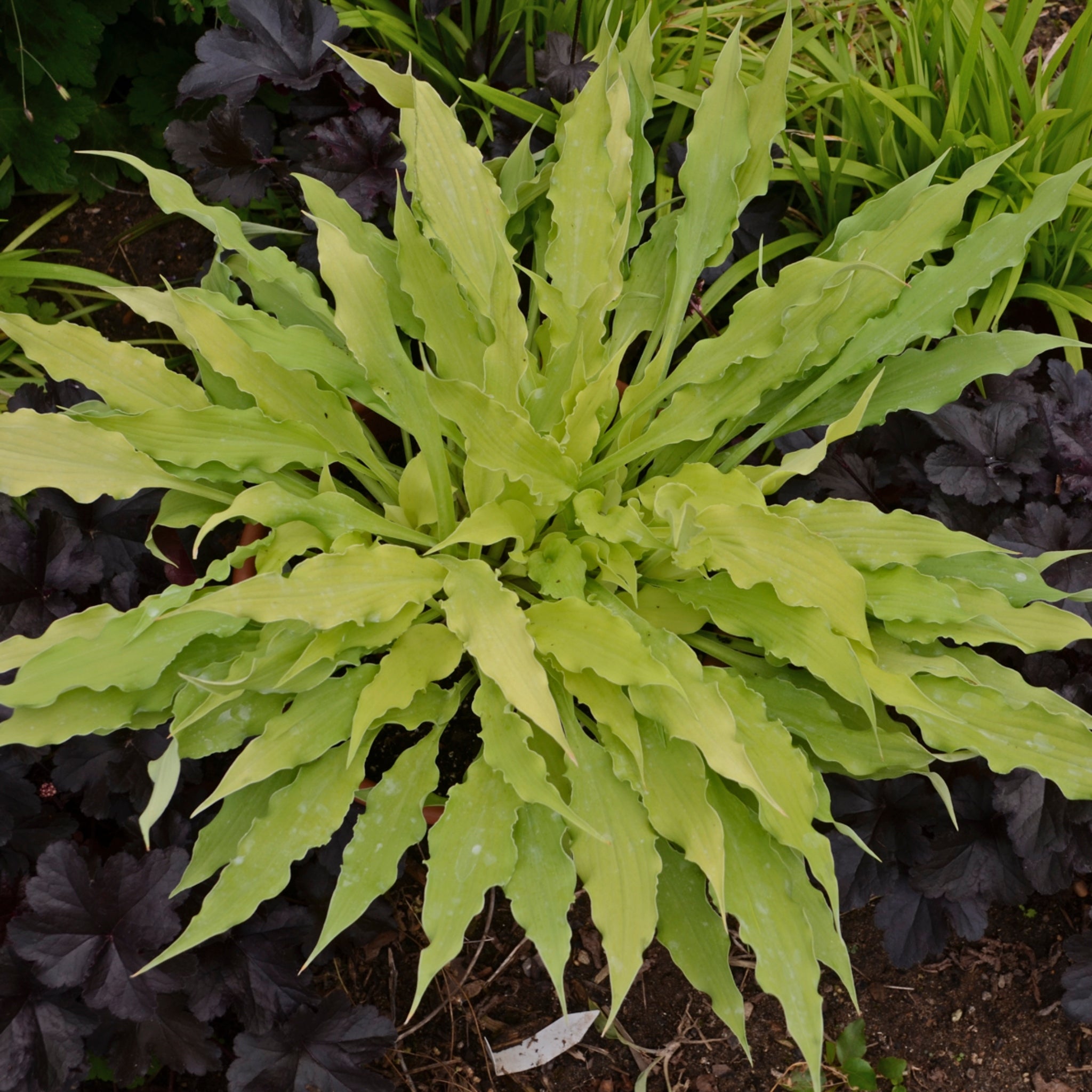 New Hampshire Hostas Wiggles and Squiggles Hosta