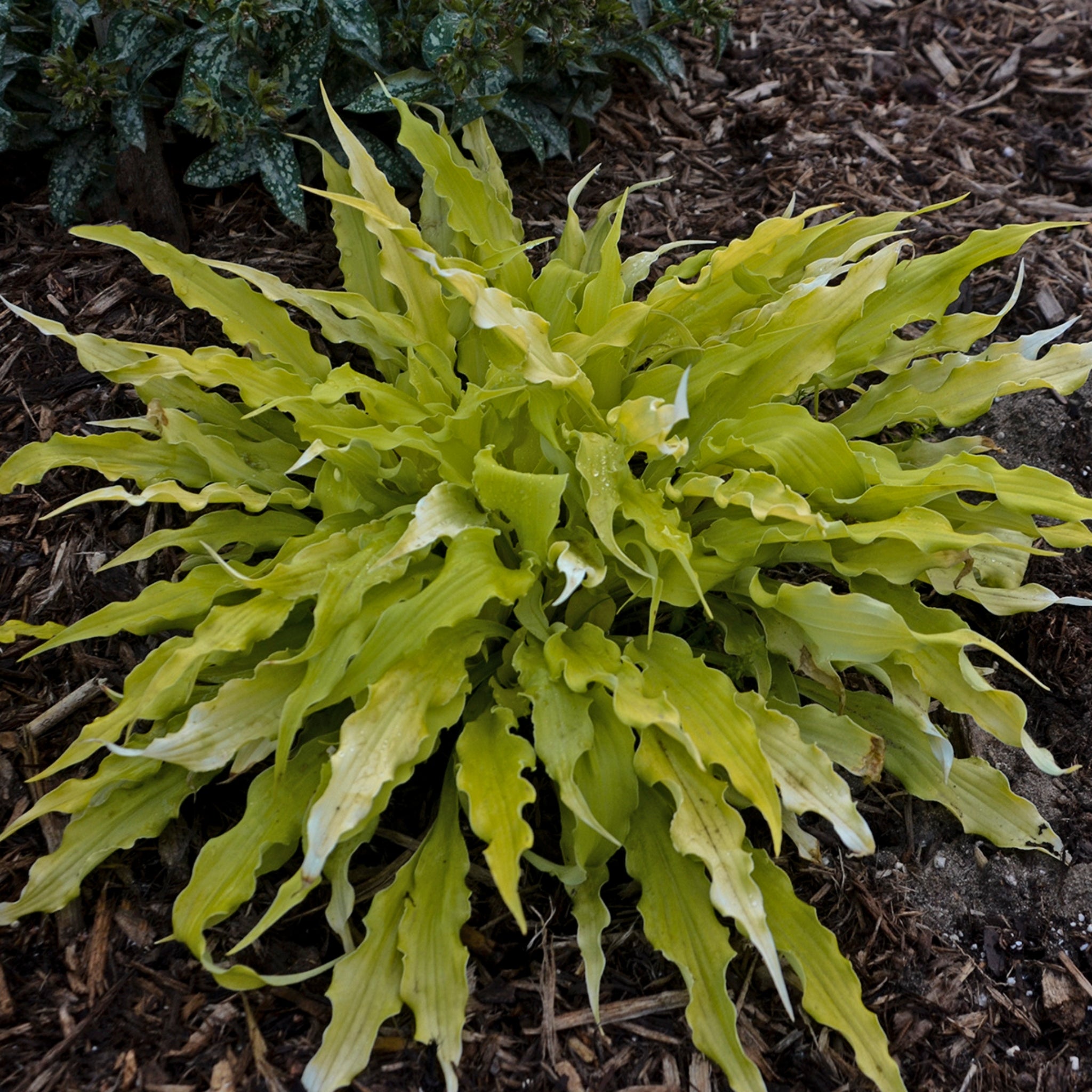 New Hampshire Hostas Wiggles and Squiggles Hosta - Thumbnail 2