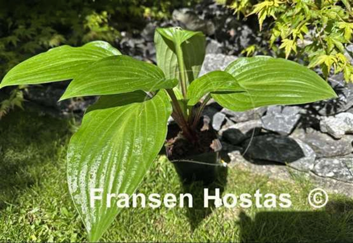 Wild Cherry Hosta