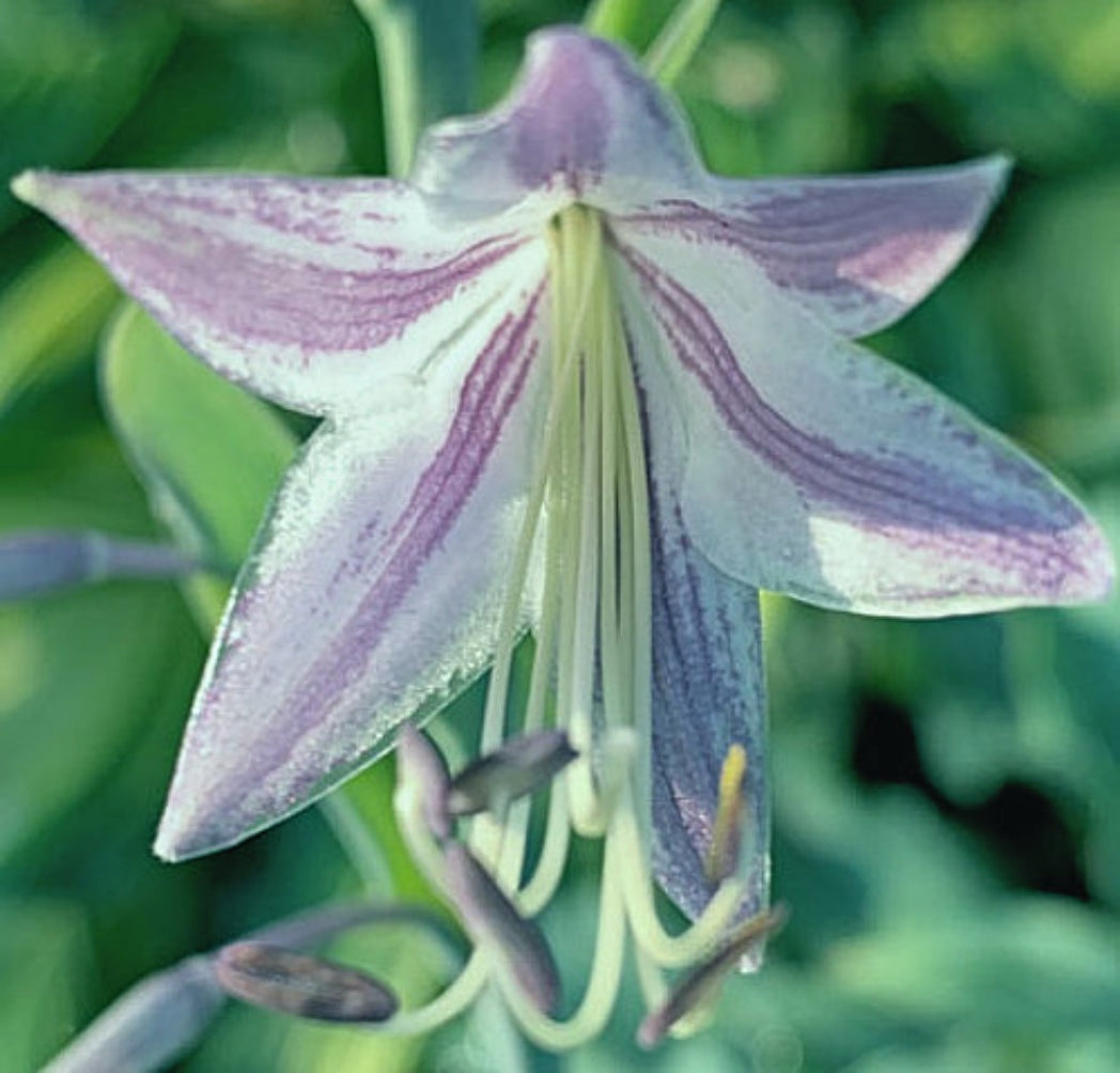 Wild Imagination PP34269 Hosta - Large Blue Hosta Rippled Foliage