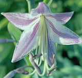Wild Imagination PP34269 Hosta
