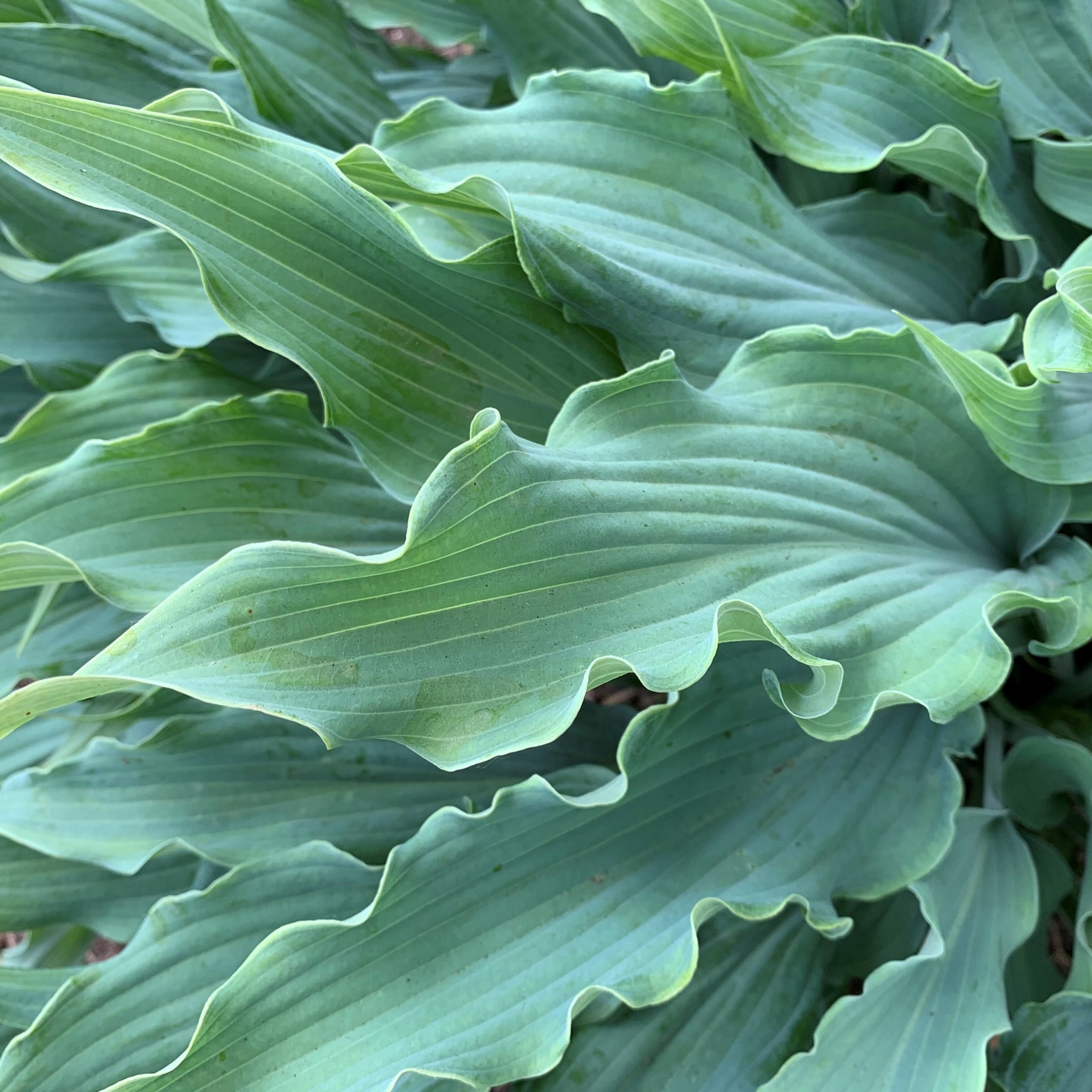 Wild Imagination PP34269 Hosta - Large Blue Hosta Rippled Foliage