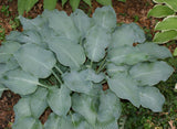 Winfield Blue Hosta