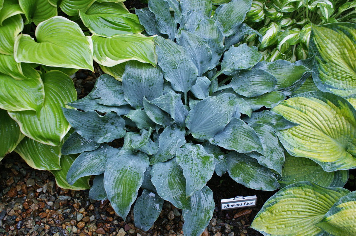 Winfield Blue Hosta