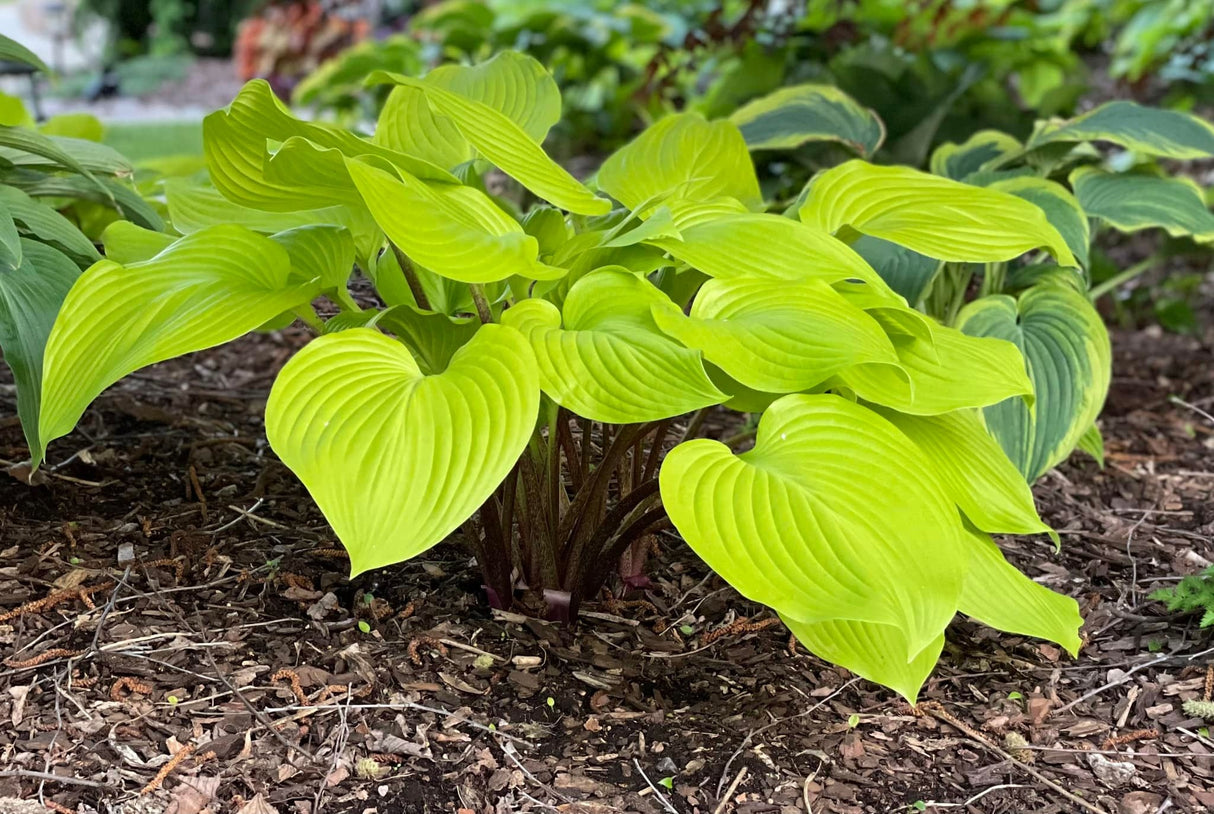 Winged Valyrie Hosta