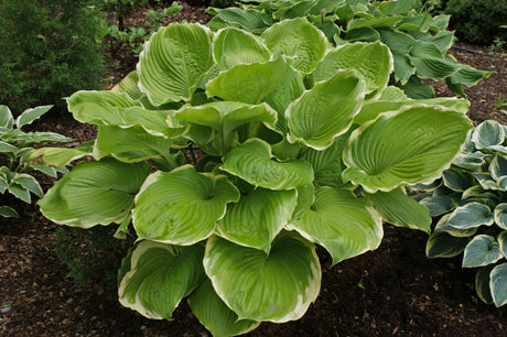 Winter Snow Hosta