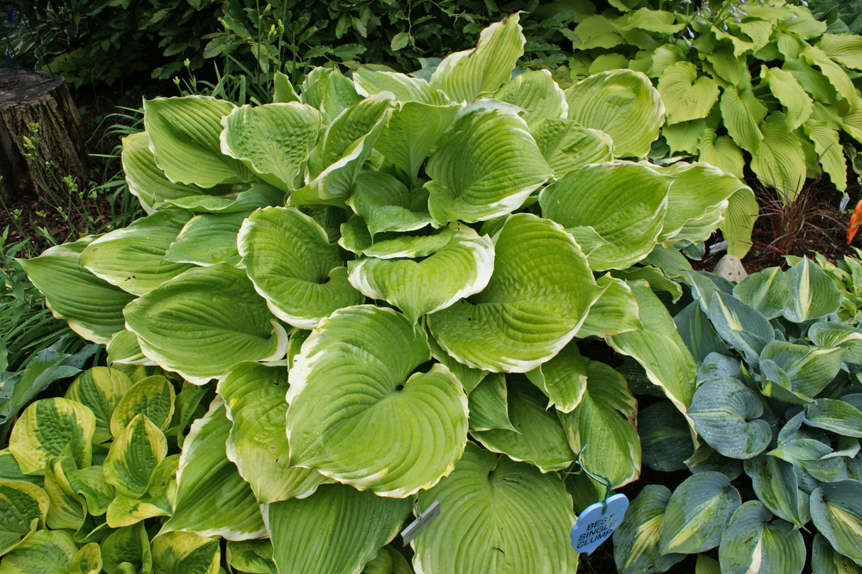 Winter Snow Hosta