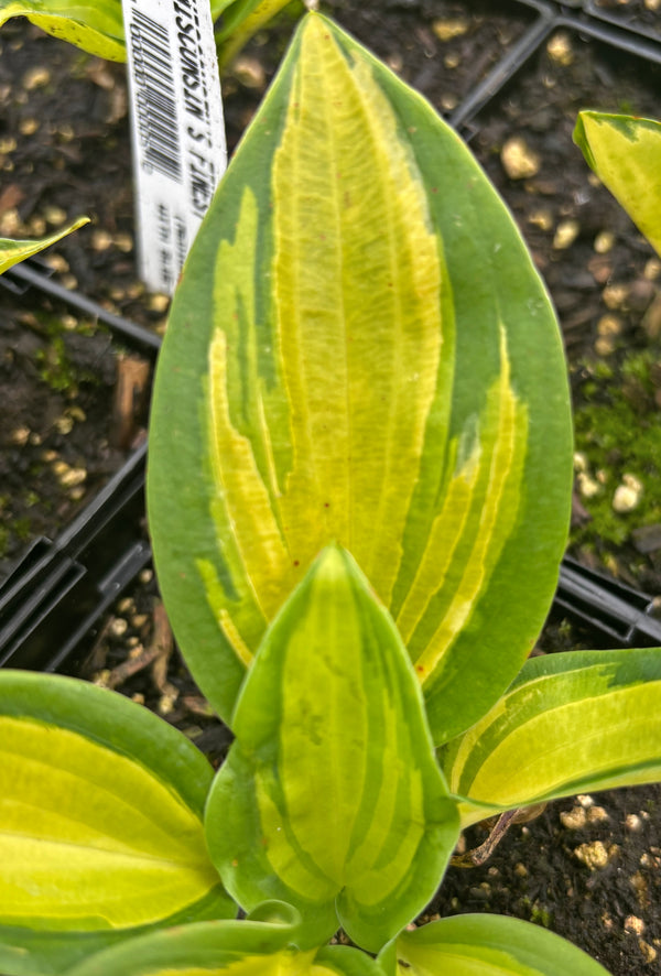 Wisconsin's Finest Hosta