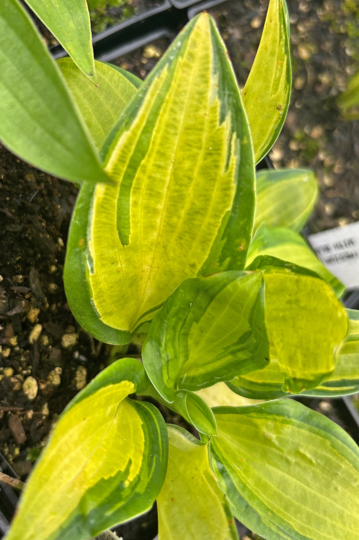 Wisconsin's Finest Hosta