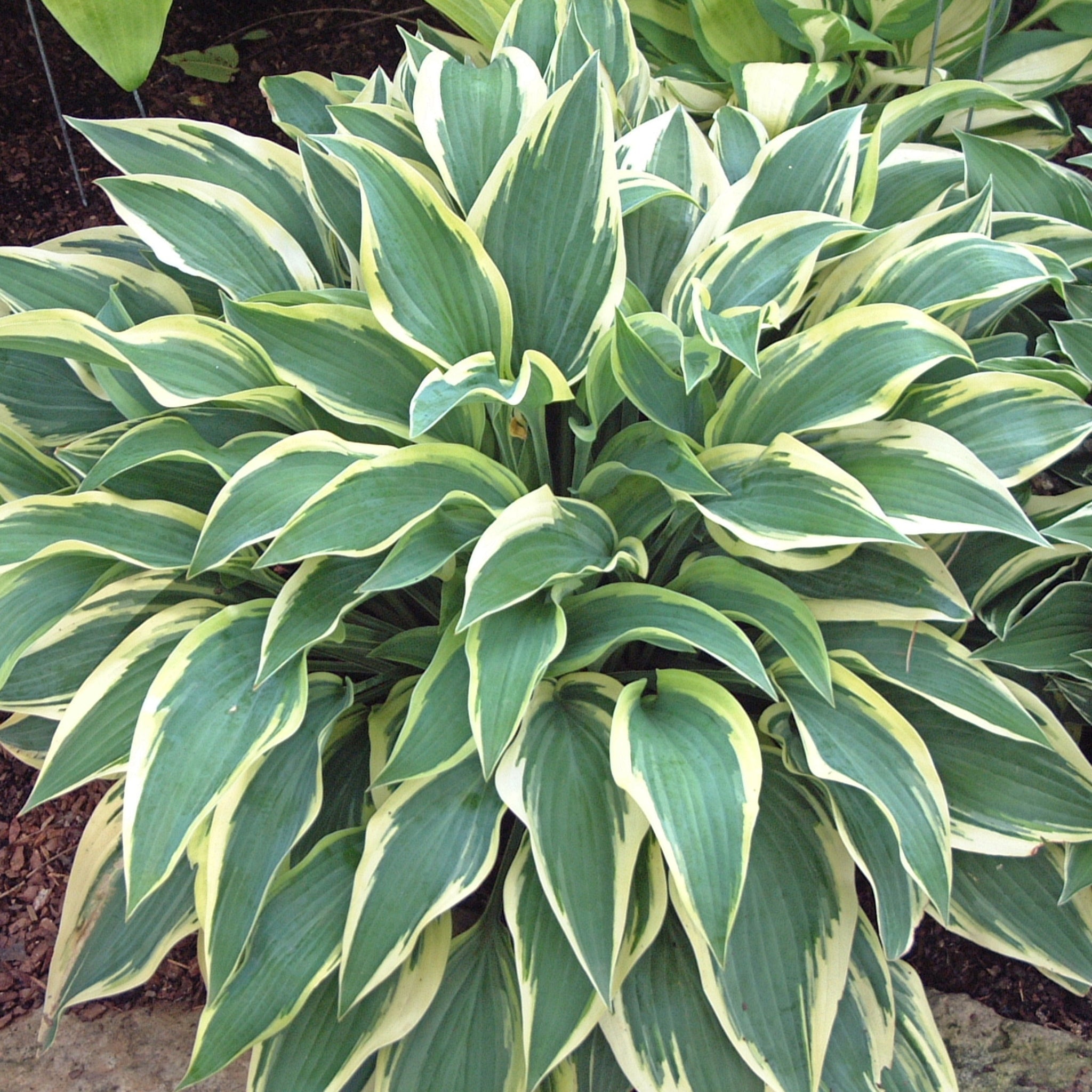 New Hampshire Hostas Wolverine Hosta - Thumbnail 2