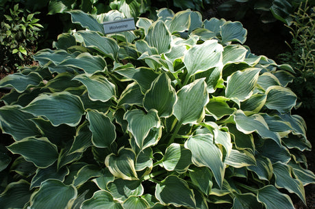 Wolverine Hosta